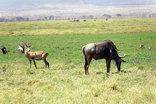 Kenia (164)